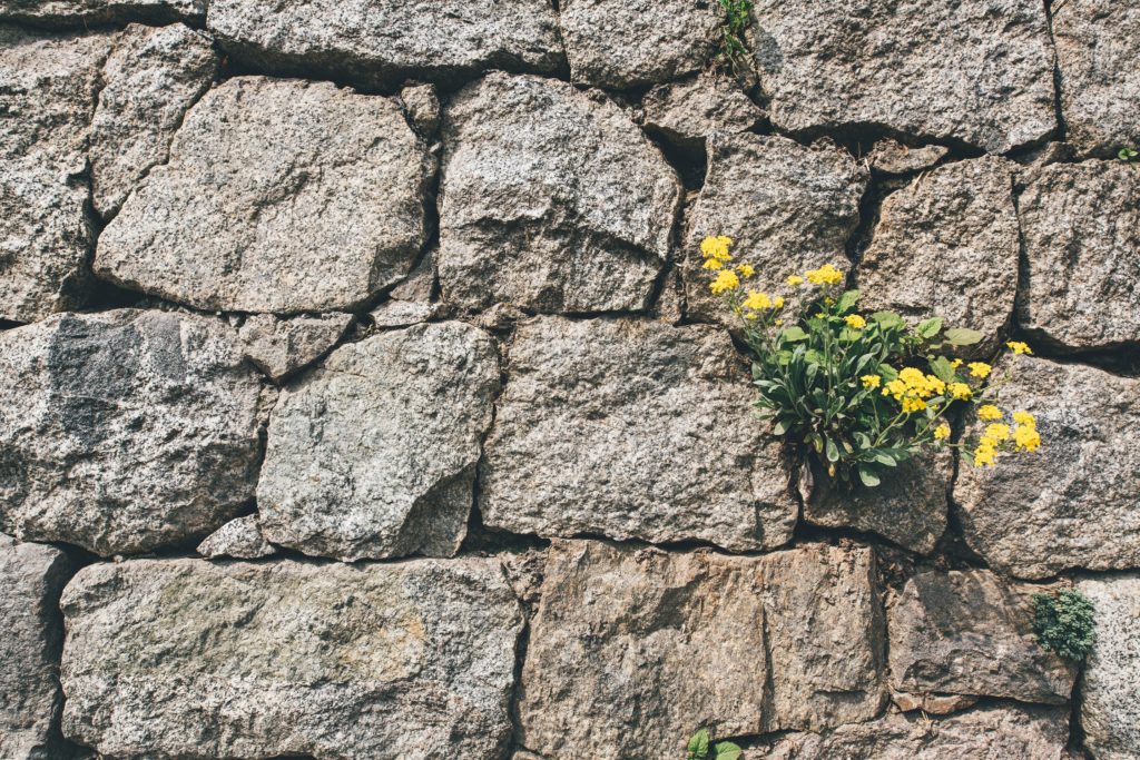 stone wall structure with yellow flowers