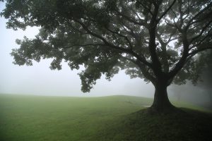 Tree in unspecified seasonal cycle surrounded by fog.