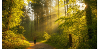 Morning walk in the sunlit forest