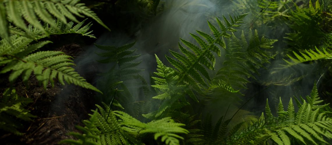 ferns
