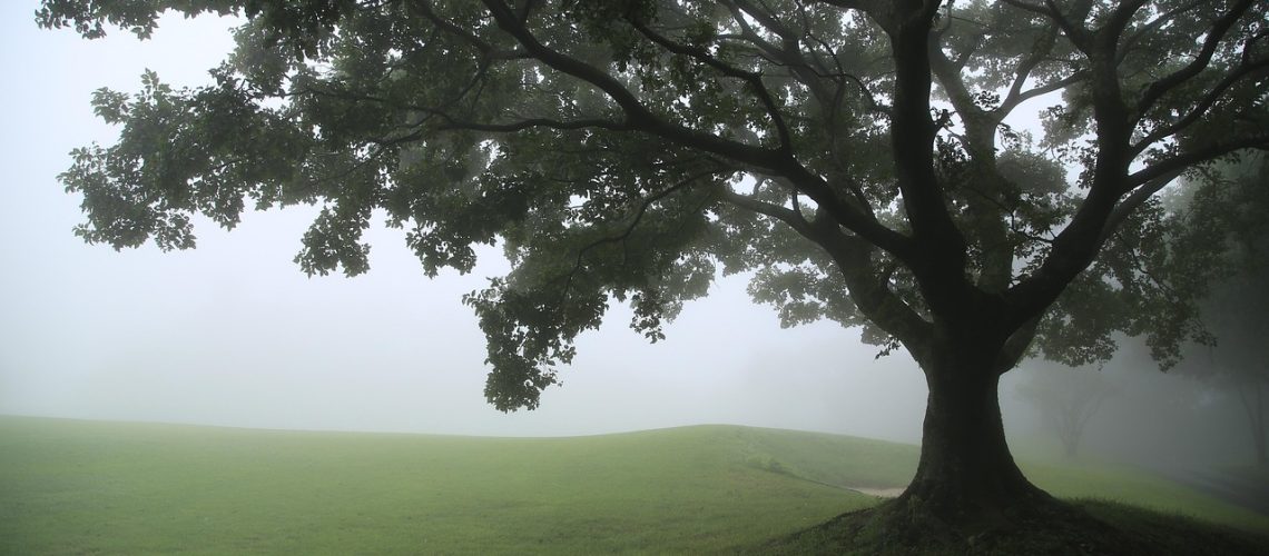 Tree in unspecified seasonal cycle surrounded by fog.